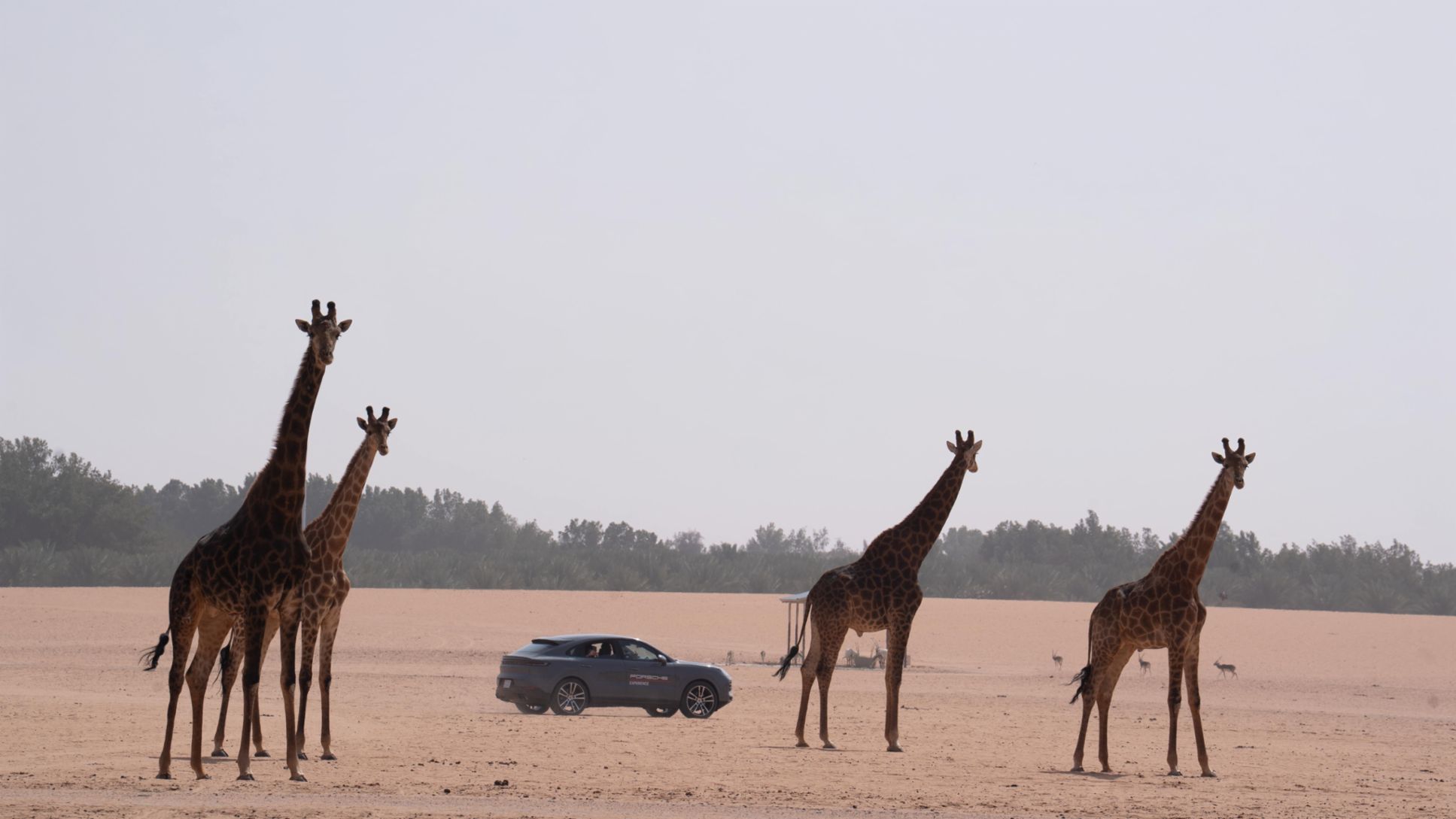Off-road experience, Porsche Saudi Arabia, 2026, Porsche Middle East