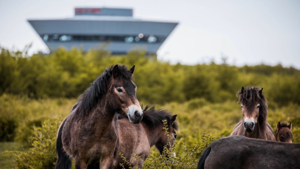 Fábrica de Leipzig, ecosistema de biodiversidad, 2022, Porsche AG