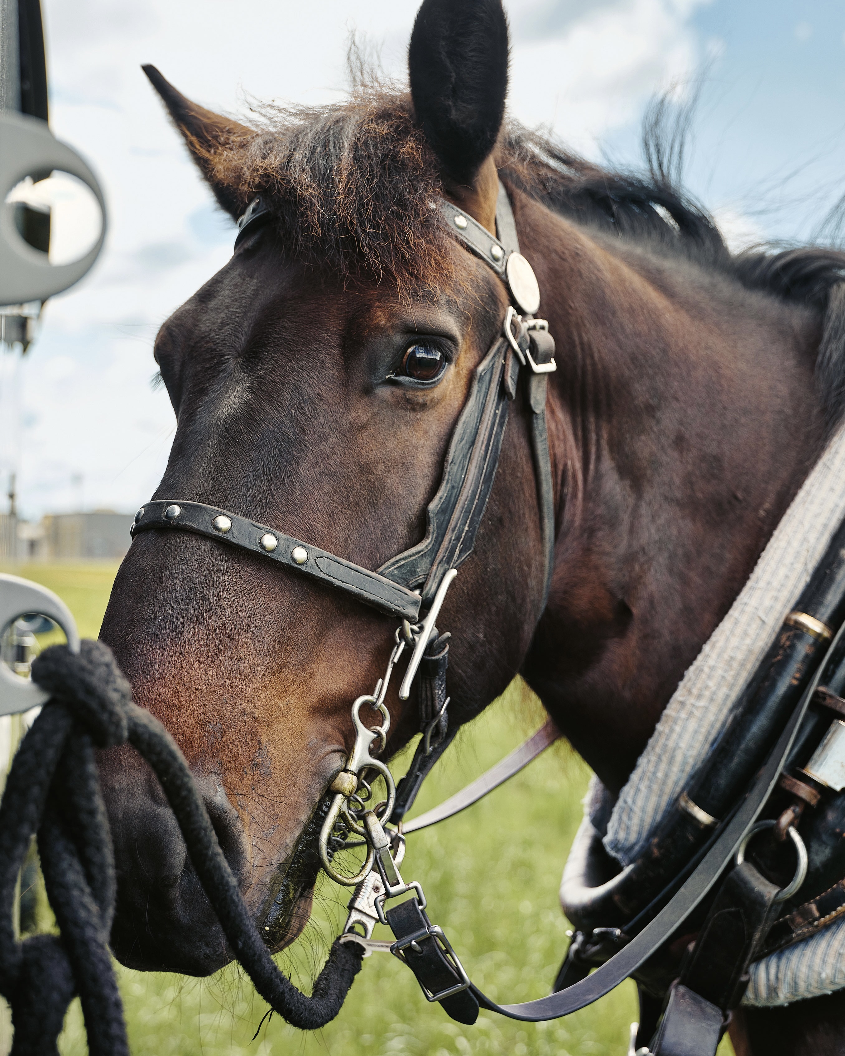 Workhorse, 2026, Porsche Schweiz AG